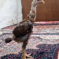 جوجه لاری نسل دار