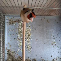 سره جفتی تازه صاف نر وماده