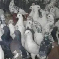 کفتر ی جایی