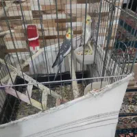 پرنده عروس هلندی