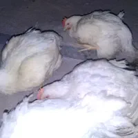 مرغ گوشتی زنده