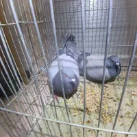 یه جفت کبوتر چاهی