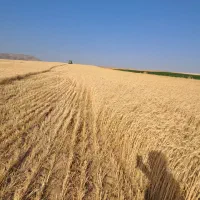 گندم هشترود،بذرمادر