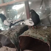 کبوتر