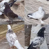 کبوتر خوب