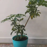 گل با گلدان