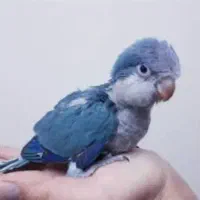 جوجه راهب سرلاکی دونخور نرم خور