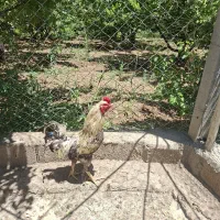 خروس
