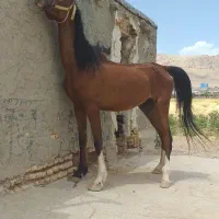 اسب مادیان