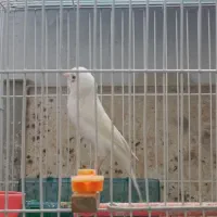 قناری ماده آماده جفت