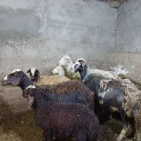 شیشک و میش