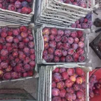 آلو سانتریزه مخصوص خشک کردن ۹۰تومان