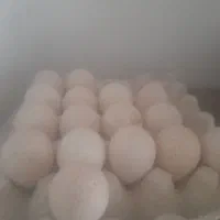 تخم بغلمون تازه