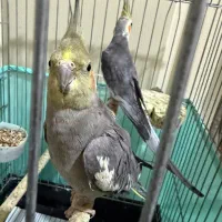 جفت عروس هلندی مولد