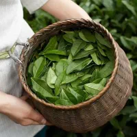 فروش چای بهاره ۱۴۰۵