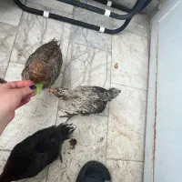 جوجه مرغ و خروس