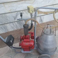 شیر دوش گاو