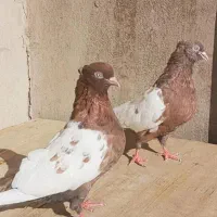 جفت سینه ای