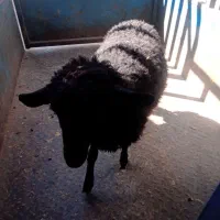 عرضه دام زنده شهرداری سبک و سنگین شبانه روزی