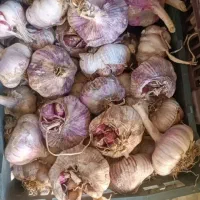 سیر تازه امسال خشک