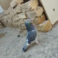 دمگیرخرقه|پرنده|اصفهان, زاجان|دیوار