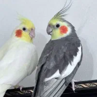 یک جفت عروس هلندی