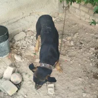 واگذاری سگ جرمن میکس دبرمن