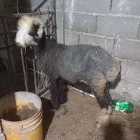 بره نر