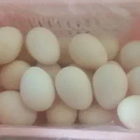 تحم مرغ محلی