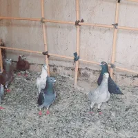 کبوتر فروشی