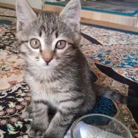 واگذاری گربه ۴ ماهه
