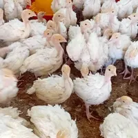 جوجه بوقلمون برنز وبوربون|حیوانات مزرعه|سقز, |دیوار