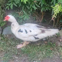 با سلام ۲ عدد اردک اسرائیلی نر و ماده