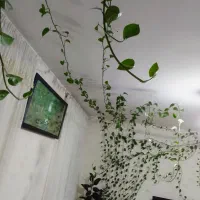 گل پتوس