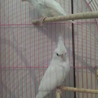 جفت عروس هلندیبا تخم و جوجه