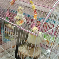 عروس هلندی
