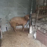 فروش گوسفند نر