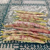 پاچ باقالی محلی