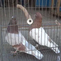 سینه دم قهوه‌ای  مسجدی