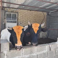 گوساله نر فروش