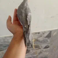 معاوضه