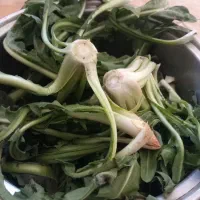 کاسنی بش ،خودرو،پاک شده