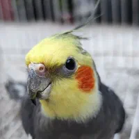 عروس هلندی جوان