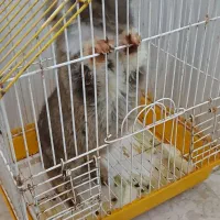بچه خرگوش