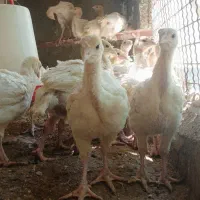 جوجه بوقلمون
