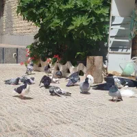 پرنده|پرنده|مرودشت, فرهنگ|دیوار