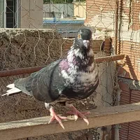 سوسکی سیاه نر
