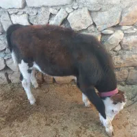 گوساله ماده
