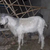 تروشت|حیوانات مزرعه|ایرانشهر, |دیوار
