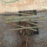 دستگاه آبگیری نیشکر